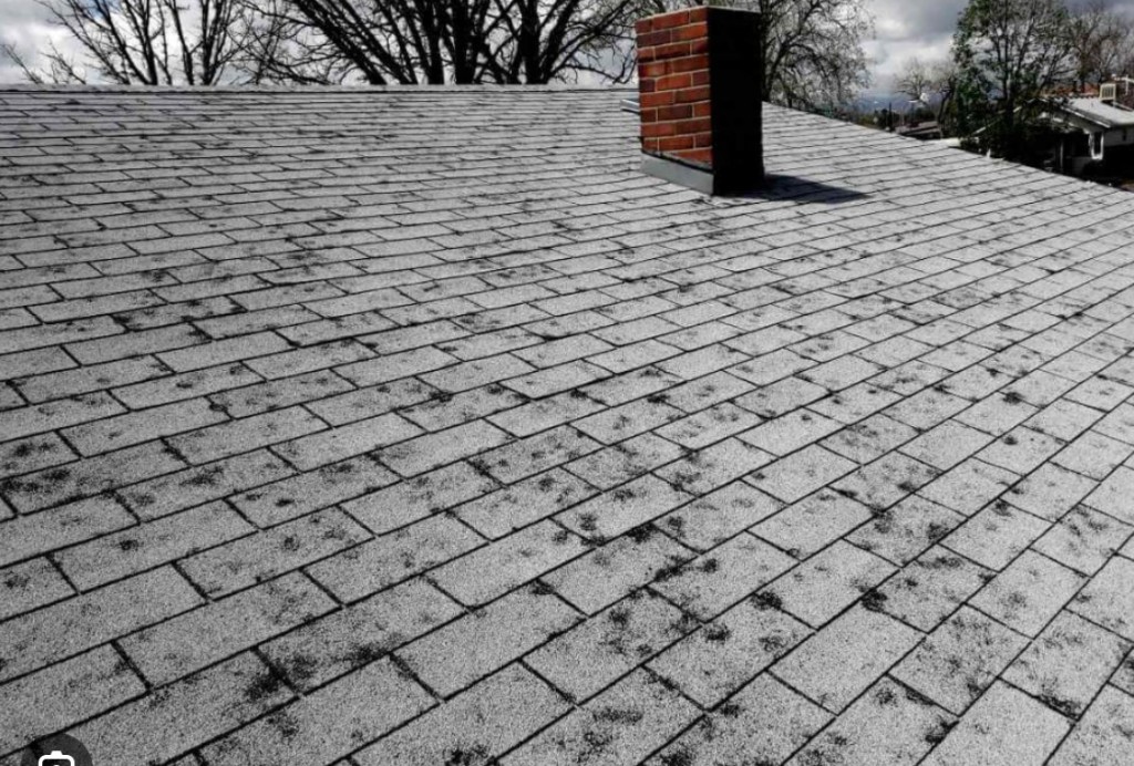 Close-up of hail bruising and granule loss on an asphalt shingle — forensic damage documentation by Revival Roofing in Colorado Springs